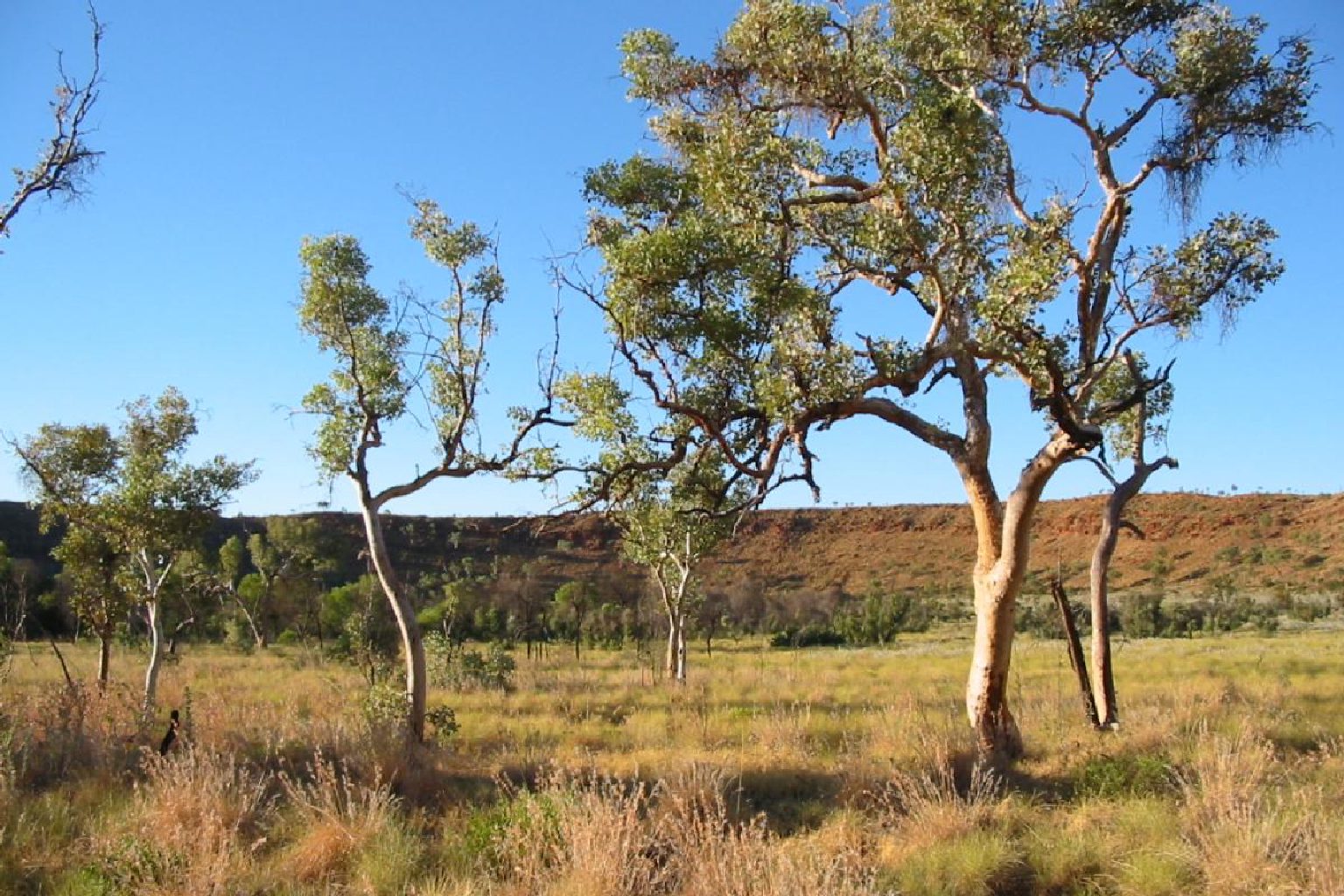 Photo of Wolfe Creek Crater Campground