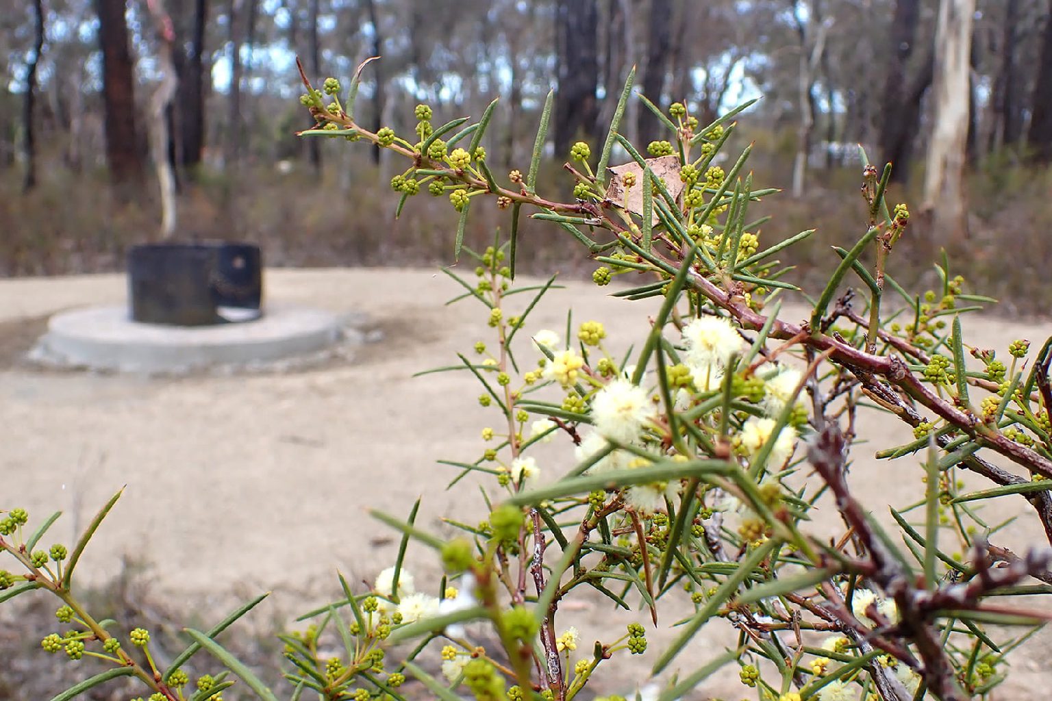 Photo of Larni Yirrip Campground