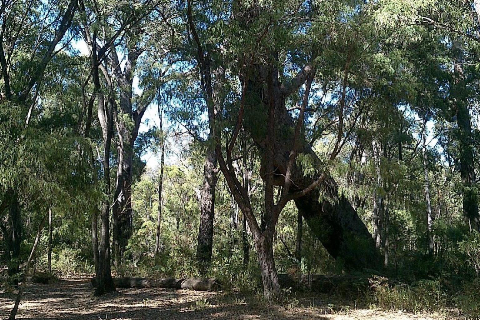 Photo of Leaning Marri Campground