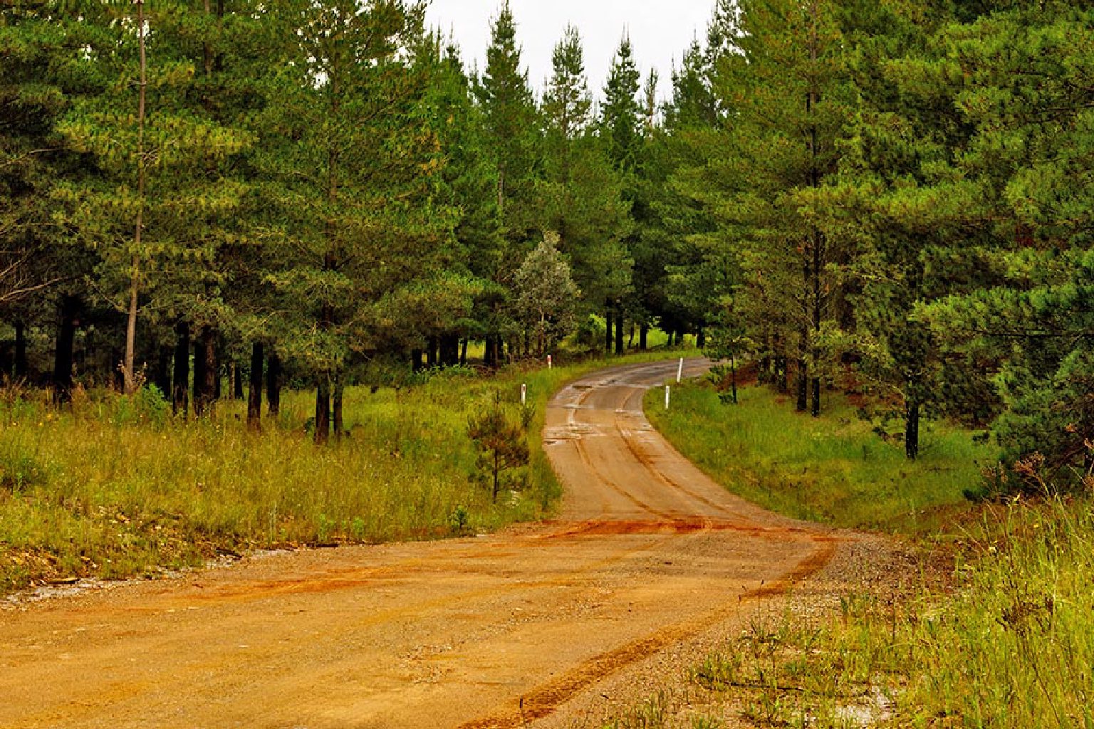 Photo of Kowen Forest