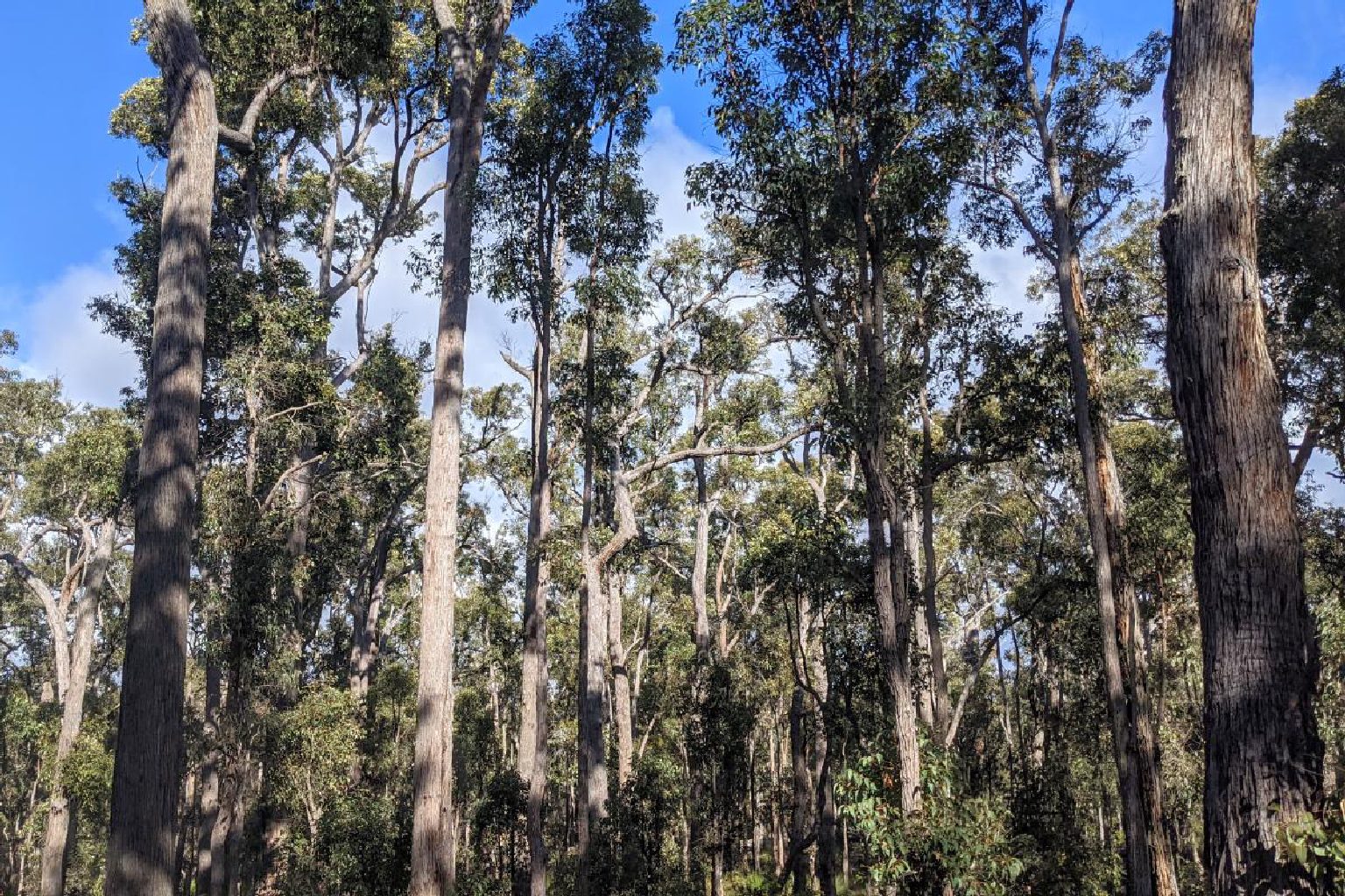 Photo of Barrabup Campground